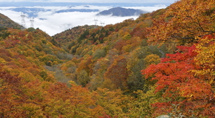 ギャラリー紹介『岐阜の秋を感じる紅葉巡り』